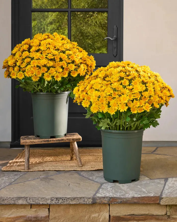 š„Last Day Each- Artificial Outdoor Sunset Mums Flowers - Waterproof, Windproof