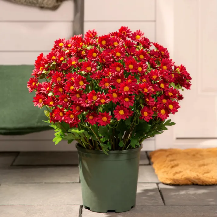 š„Last Day Each- Artificial Outdoor Sunset Mums Flowers - Waterproof, Windproof