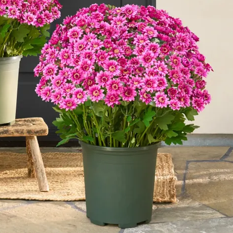 š„Last Day Each- Artificial Outdoor Sunset Mums Flowers - Waterproof, Windproof