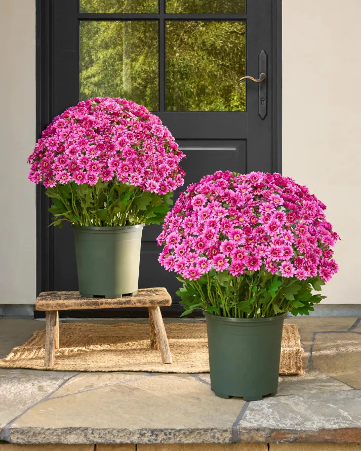 š„Last Day Each- Artificial Outdoor Sunset Mums Flowers - Waterproof, Windproof