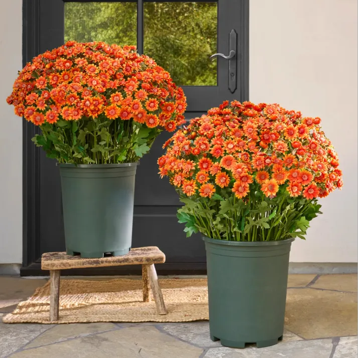 š„Last Day Each- Artificial Outdoor Sunset Mums Flowers - Waterproof, Windproof