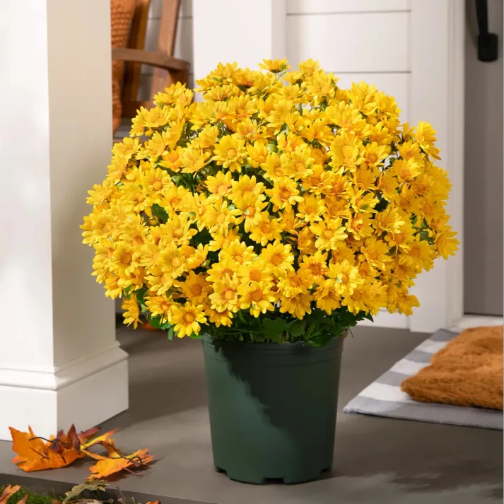 š„Last Day Each- Artificial Outdoor Sunset Mums Flowers - Waterproof, Windproof