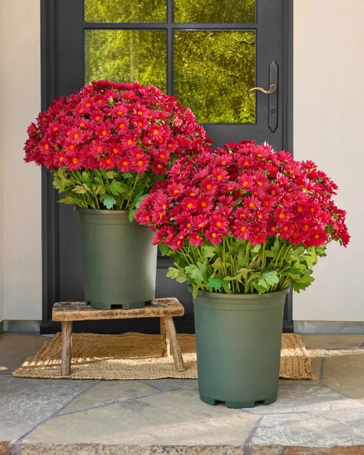 š„Last Day Each- Artificial Outdoor Sunset Mums Flowers - Waterproof, Windproof