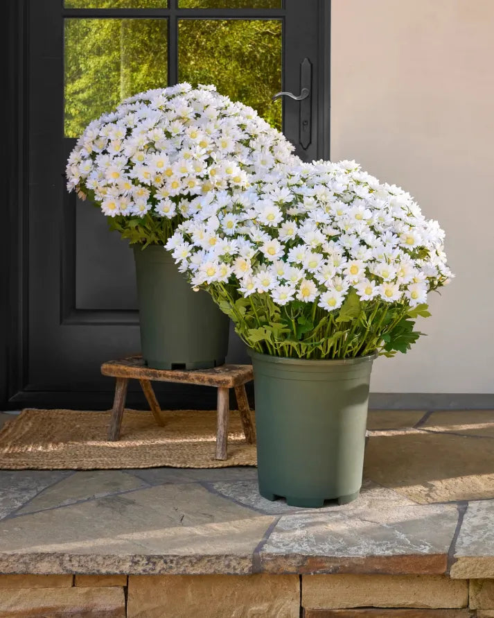 š„Last Day Each- Artificial Outdoor Sunset Mums Flowers - Waterproof, Windproof