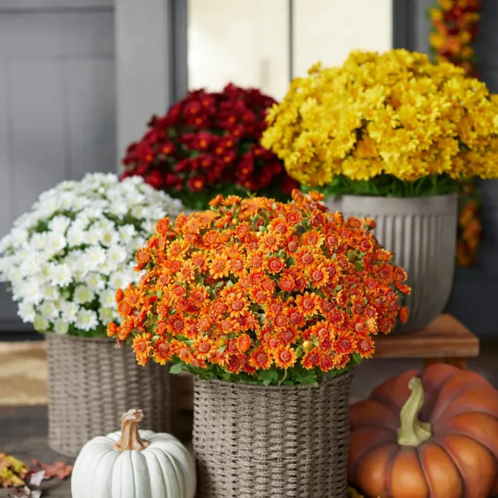 š„Last Day Each- Artificial Outdoor Sunset Mums Flowers - Waterproof, Windproof