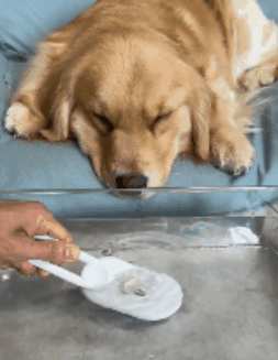 🐕🦺 PetAura Pet Grooming Brush